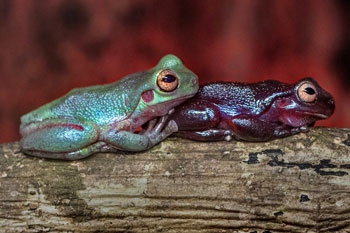 Australia’s leading scientists welcome government response to Samuel review